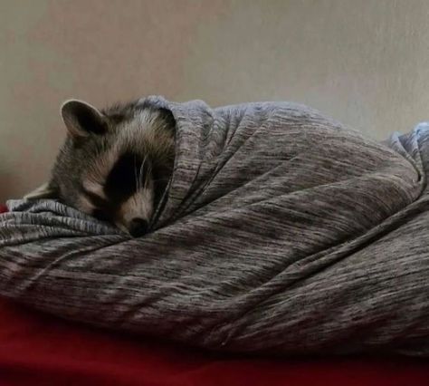 Sleepy Boy, Pet Raccoon, Pet Cemetery, Cute Raccoon, Raccoon Funny, Trash Panda, Favorite Animals, Bull Terriers, Silly Animals