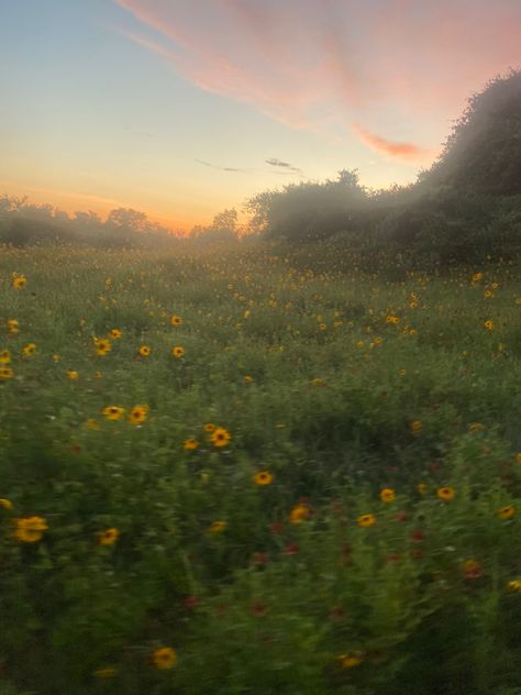 Meadow With Wildflowers, Hunters Eyes, Meadow Core, Kendall Core, Sunflower Field Aesthetic, Sunflowers Aesthetic, Meadow Aesthetic, Meadow Sunset, Sunflower Meadow