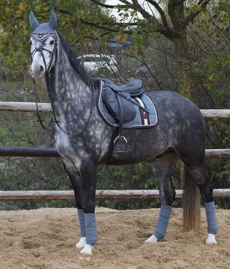 Pretty Horse Tack, Dapple Grey Horse, Dapple Grey Horses, Horsey Life, Gray Horse, Horse Riding Aesthetic, Jumping Horse, Show Jumping Horses, Cute Horse Pictures