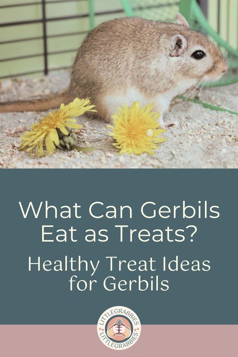 Watching your gerbils try new foods for the very first time can be one of the most rewarding parts of gerbil ownership. There are so many exciting new treats that you likely have in your kitchen right now, and that your gerbils have never tried before. But as a compassionate and responsible gerbil owner, you want to make sure that anything you give your pets to eat is completely safe and healthy. Gerbil Enrichment, Gerbil Toys, Try New Foods, Healthy Fruits And Vegetables, Pocket Pet, Chocolate Fruit, New Fruit, Human Food, Gerbil