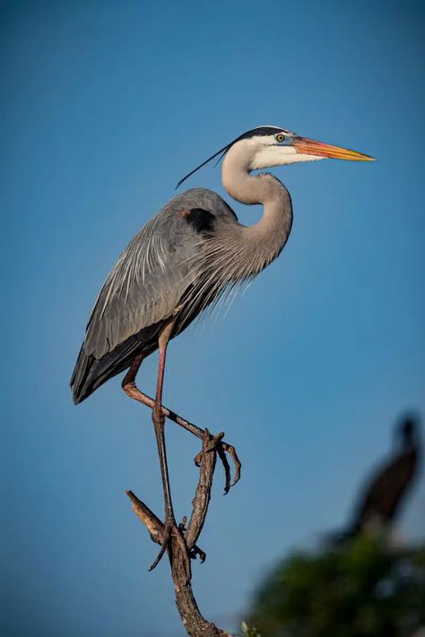 Blue Heron Bird, Great Blue Heron Drawing, Great Blue Heron Photography, Blue Heron Photography, Great Blue Heron Art, Heron Symbolism, Crane Pictures, Blue Heron Tattoo, Heron Drawing