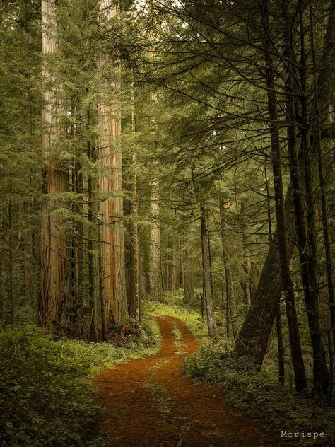 Humboldt Redwoods State Park Red Trees, Red Woods, Oregon Redwood Forest, Redwood Forest Photography, Redwood Trees California, Giant Redwood Trees, Double Islands, Humboldt Redwoods State Park, Miles To Go