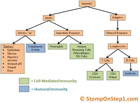 Innate Immunity vs. Adaptive Immune System, Humor vs. Cell-mediated Immune System Nursing, Innate Immunity, Adaptive Immune System, Clinical Chemistry, Medical Laboratory Science, B Cell, Fundamentals Of Nursing, Nursing School Studying, Nursing School Tips