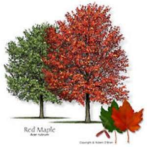 drummond red maple | drummond red maple drawing Texas Trees, Trees Drawing, Acer Rubrum, Red Maple Tree, Pecan Tree, Planting Trees, Maple Trees, Live Tree, Tree Nursery