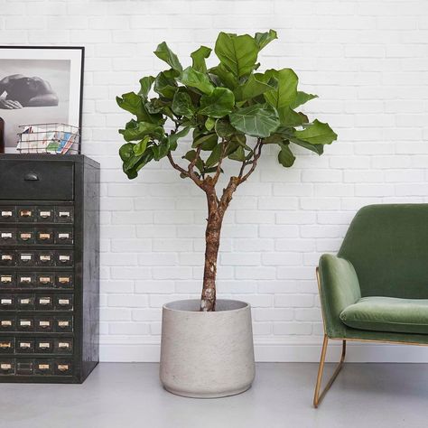 Patch on Instagram: “Fidel, our Ficus tree is the perfect house-tree. He's tough and can cope with less than perfect conditions 🌱. 🌿. 🌺.” Indoor Tree, Corn Plant, Ficus Lyrata, Ficus Tree, Peace Lily, Fiddle Leaf, Liquid Fertilizer, Free Plants, Fiddle Leaf Fig