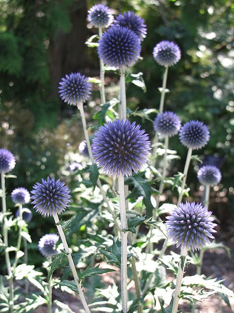 Blue Globe Thistle, Globe Thistle, Low Water Gardening, Blue Garden, Kew Gardens, Front Garden, Water Garden, Dream Garden, Growing Plants