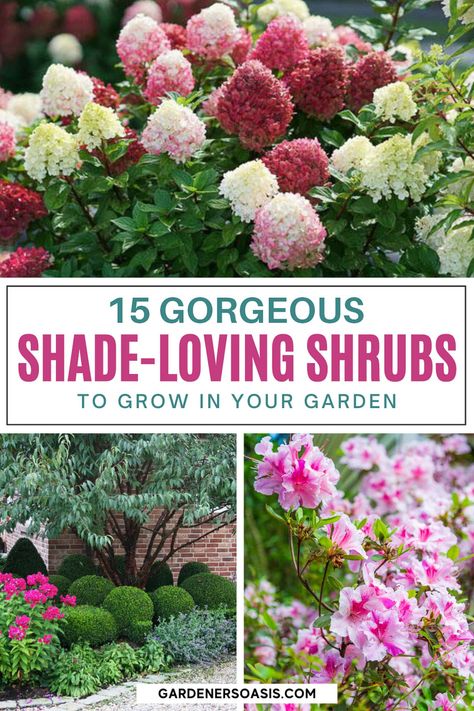 Find out the best bushes to plant under trees in the shade garden in your backyard or front yard. These shade loving shrubs will help to brighten up your yard. Shade Bushes, Best Shrubs For Shade, Evergreens For Shade, Part Shade Flowers, Perennial Garden Design, Landscape Ideas Front Yard Curb Appeal, Shade Loving Shrubs, Plants Under Trees, Evergreen Bush