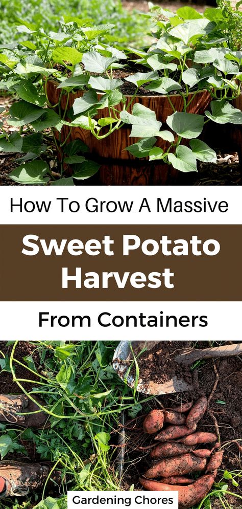 Potatoe Planter Ideas, Potato Planting In Container, Grow Sweet Potatoes Indoors, Sweet Potatoe Plants, How To Plant Sweet Potatoes, Potatoes In Containers Growing, Sweet Potato Planting, Diy Potatoes Planter, Container Gardening Sweet Potatoes