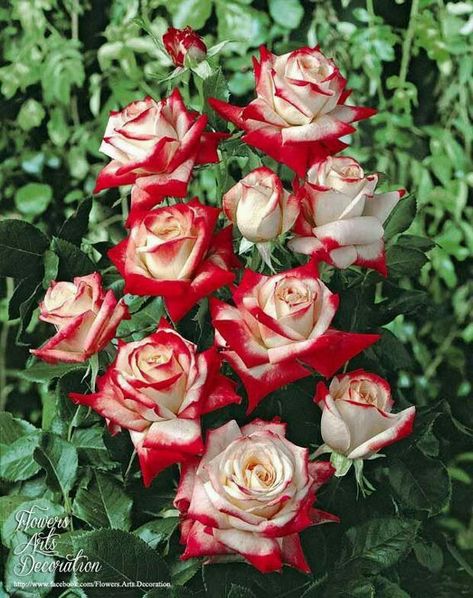 FIRE AND ICE Roses ~My grandparents grew these in their garden in Las Vegas and they were as big as dinner plates!  I love these roses. Fire And Ice Roses, Ice Rose, Rose Belle, Rose Seeds, Coming Up Roses, Hybrid Tea Roses, Tea Roses, Love Rose, Fire And Ice