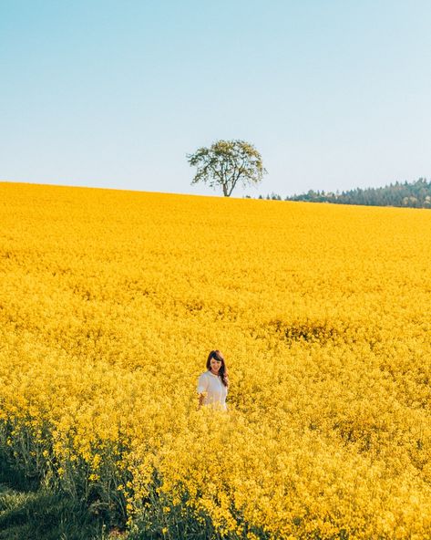 Canola Field, Yellow Field, Yellow Photography, Yellow Fields, Southern Germany, Farm Photo, Gorgeous Scenery, Spring Photography, Fields Photography