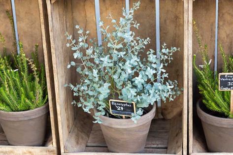 Fafard Growing Fragrant Eucalyptus Indoors - Fafard Growing Eucalyptus In A Pot, Eucalyptus Indoor Plant, Growing Eucalyptus Outside, Eucalyptus Plant Outdoor, How To Grow Eucalyptus Indoors, Growing Eucalyptus Indoors, Eucalyptus Growing, Eucalyptus Plant Care, Potted Eucalyptus Plant