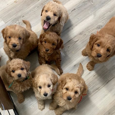 Mini Golden Doodle Full Grown, Miniature Golden Doodle Full Grown, Cavoodle Puppies, Full Grown Mini Goldendoodle, Petite Mini Goldendoodle, Minature Goldendoodle Puppy, Miniature Goldendoodle, Teddy Bear Poodle, Cute Fluffy Puppies