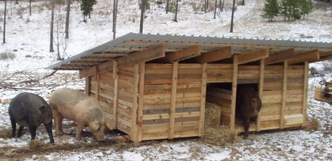 skiddable pig farrowing hut (wheaton laboratories forum at permies) Pig Shelter, Pastured Pigs, Hog Farm, Livestock Barn, Raising Pigs, Poultry House, Raising Rabbits, Pot Belly Pigs, Pig House