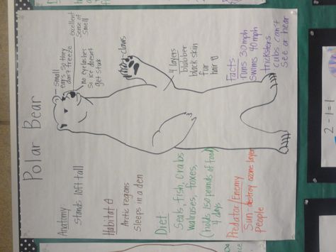 Bear Unit: Polar Bear Pictorial Input Chart Polar Bears Preschool, Polar Bear Unit, Glad Strategies, Polar Bears Activities, Polar Bear Theme, Polar Bear Facts, Bear Facts, Bears Preschool, Penguins And Polar Bears