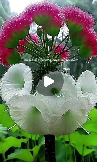 Good Morning Videos, Live Fish Wallpaper, Love Wallpaper Download, Love You Gif, Fish Wallpaper, Good Morning Images Flowers, Live Fish, Good Morning Gif, Wallpaper Download