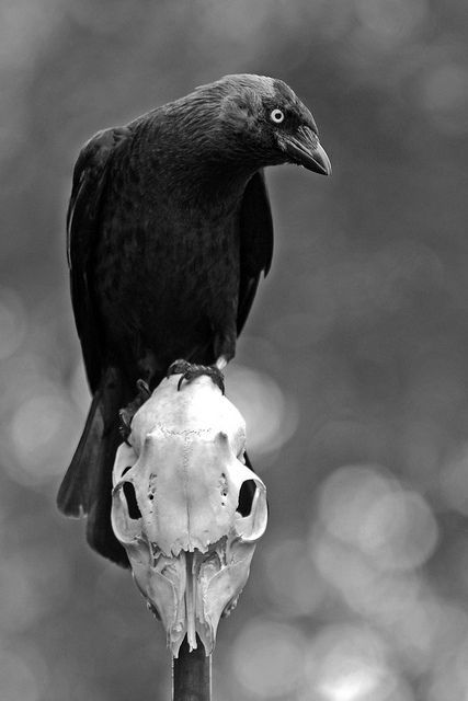 Raven on a Skull. Elf Rogue, Half Elf, Quoth The Raven, Jackdaw, Raven Art, Crows Ravens, Skull And Bones, Kraken, Crows