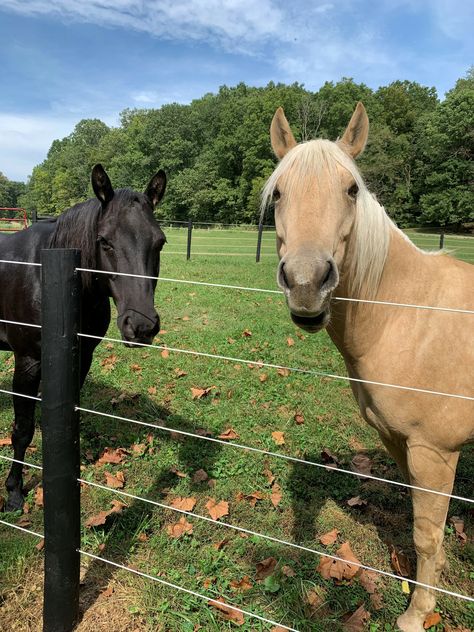 Horse Pasture Fencing, Horse Fencing On A Budget, Horse Fencing Ideas, Property Fencing, Livestock Fencing, Fences Ideas, Livestock Fence, Equine Care, Earth Bag Homes