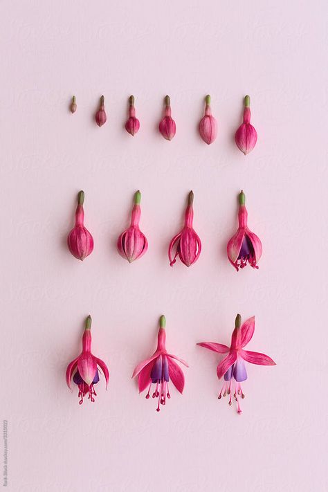 Fuchsia Tattoo, Fuschia Flowers, Fuchsia Flower, Fuchsia Flowers, Edible Paper, Beautiful Flowers Garden, Floral Photography, Arte Sketchbook, Different Flowers