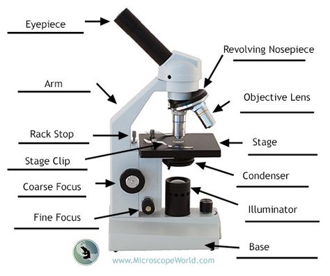 Labeling the parts of the microscope. (Blank diagram available for download) http://blog.microscopeworld.com/2015/10/labeling-parts-of-microscope.html Microscope Diagram, Microscope Worksheet, Microscope Activity, Apologia Biology, Multi Step Equations Worksheets, Microbiology Study, Compound Microscope, Science Diagrams, Optical Microscope