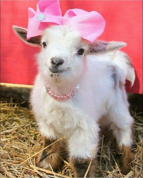 Its So Fluffy, Baby Farm Animals, Goats Funny, Cute Couple Comics, Baby Goat, Cute Goats, Baby Lamb, Baby Goats, Pet Costumes