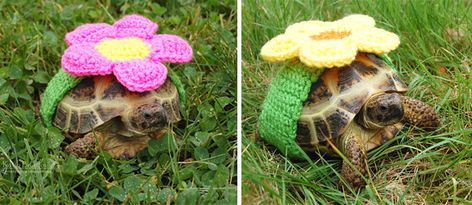 BoredPanda Tortoise Clothes, Smile Pics, Turtle Clothes, Unusual Outfits, Turtle Sweaters, Cute Tortoise, Baby Tortoise, Turtle Habitat, Galapagos Tortoise