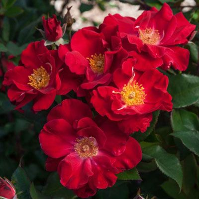 Rosette Disease, Rose Diseases, Landscaping With Roses, Low Maintenance Shrubs, Best Roses, Spring Hill Nursery, Easy Landscaping, Coming Up Roses, Shrub Roses