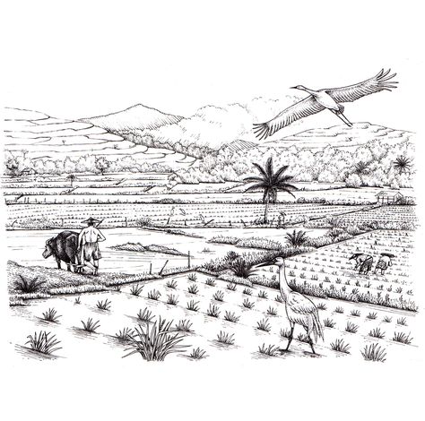 Rice paddies make for a very distinctive landscape, with stepped hillsides and water which can help support birds such as cranes.  They're labour intensive, being planted by hand and ploughed with buffalo.  This scene is set in Indonesia.  Think of bright blue skies, white cranes, vivid green rice plants and a misty purple for the distant volcano. Pen And Ink Techniques, Lizzie Harper, History Of Malaysia, Cover Up Tattoos For Men, Pen And Ink Illustrations, Kerala Home, Rice Paddies, Rice Paddy, Green Rice