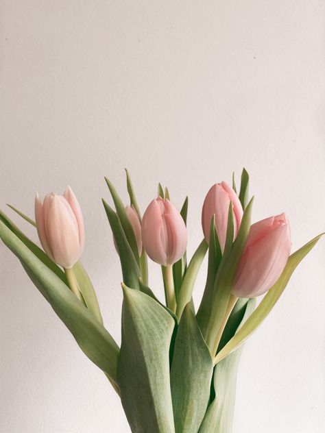 #tulip #aesthetic #spring Tulip Aesthetic, Aesthetic Spring, Spring Aesthetic, Pink Tulips, Tulips, Vase, Wall, Pink