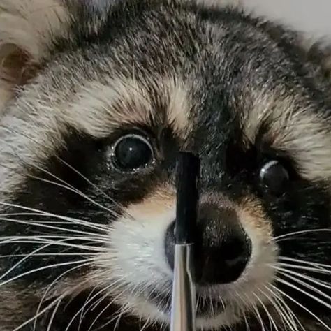 RACCOON FUN on Instagram: "I am scary 😰 it's it my 🗡️ , 📸 @raccoon.patrick" Shocked Raccoon, Scary Raccoon, Crazy Raccoon, Raccoon Memes Funny, Raccoon Meme, On Instagram, Instagram