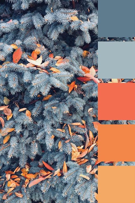 Grey Orange Color Palette, Orange Color Palette, Orange Color Palettes, Grey Color Palette, Grey Color Scheme, Color Blind, Blue Colour Palette, Blue And Grey, Colour Board