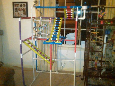 Bird Play Gym, Parrot Play Stand, Diy Parrot, Parrot Training, Diy Bird Toys, Parrot Stand, Diy Dog Crate, Parrot Pet, Sun Conure