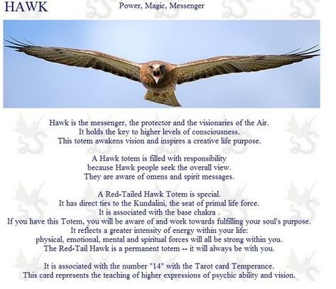 Hawk Hawk Symbolism, Hawk Spirit Animal, Hawk Spirit, Animal Totem Spirit Guides, Spirit Animal Meaning, Animal Meanings, Spirit Animal Totem, Animal Reiki, Animal Spirit Guide