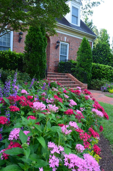 Annuals  #blandlandscaping #estategardening #wedignc #pentas #flowers #springflush #blooms Pentas Flower Landscaping, Pentas Flower, Flower Landscaping, Formal Garden Design, Emerald Green Arborvitae, Backyard Dreams, Stunning Scenery, Garden Border, Formal Garden