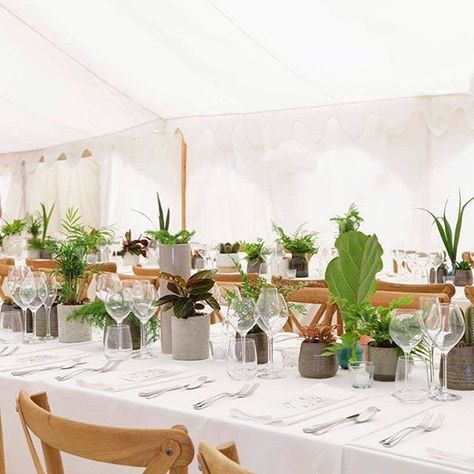 Potted Plants As Wedding Decor, Pot Plants Wedding Decor, Green Plants Centerpieces, Green Plants Table Setting, Snake Plant Centerpiece Wedding, Indoor Plant Wedding Decor, Plant Centrepiece Wedding, Potted Plants As Centerpieces Wedding, Houseplant Wedding Table Decor