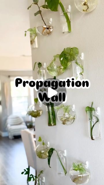 Brentwood Mobile Plant Services | Terrariums | Kelly May on Instagram: "Check out my propagation wall. 
Link 🔗 in Bio 🌱 
#propwall #propagationstation #propagationwall #propagation #propagating" Propagation Wall Diy, Plant Propagation Wall, Terrarium Wall, Propagation Wall, Plant Propagation, Propagating Plants, April 20, Plant Wall, Terrarium