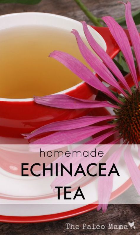 Echinacea Tea Recipes, Echinacea Tea Benefits, Echinacea Benefits, Echinacea Tea, Medicinal Tea, Homemade Detox, Herbal Teas Recipes, Herbal Recipes, Healthy Teas