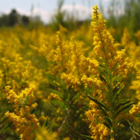 A field of Goldenrod in the summer Goldenrod Aesthetic, Goldenrod Flower, State Flowers, Yellow Photography, Wildflowers Photography, Paint Inspo, Yellow Wildflowers, Backyard Flowers, Favorite Flower