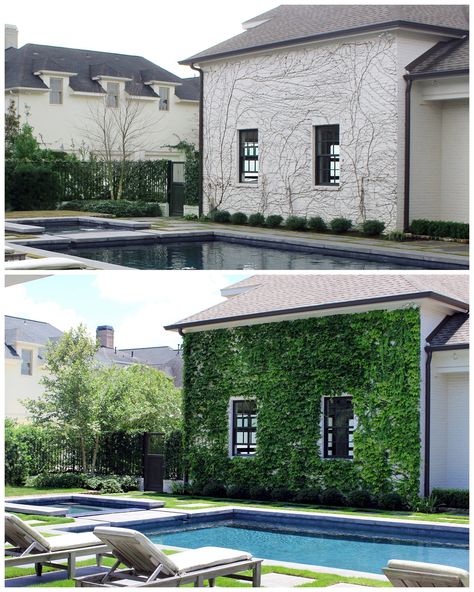 Visit the post for more. Ivy On House, Moss Landscaping, Summer Boston, Boston Ivy, Ivy Plants, Evergreen Plants, Home Addition, Artificial Turf, The Woodlands