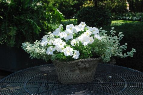 White Petunias In Pots, White Petunias, Spring Blooming Trees, Licorice Plant, White Flowering Plants, Deborah Silver, Autumn Clematis, Container Planting, Dirty White