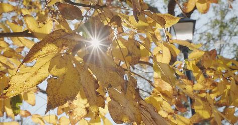 Yellow autumn leaves on a hickory tree with sunlight bursting through the yellow foliage and a park lamppost in the background. Autumn Video, Hickory Tree, Yellow Autumn, Moving Backgrounds, Water Background, Glitch Wallpaper, Autumn Foliage, 35mm Photography, Motion Design Video