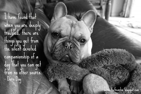 #petquotemhp Puppies Quotes, French Bulldog Quotes, Bulldog Quotes, Pet Station, Pet Paradise, Age Is Just A Number, Veterinary Services, Frenchie Lovers, Frenchie Puppy