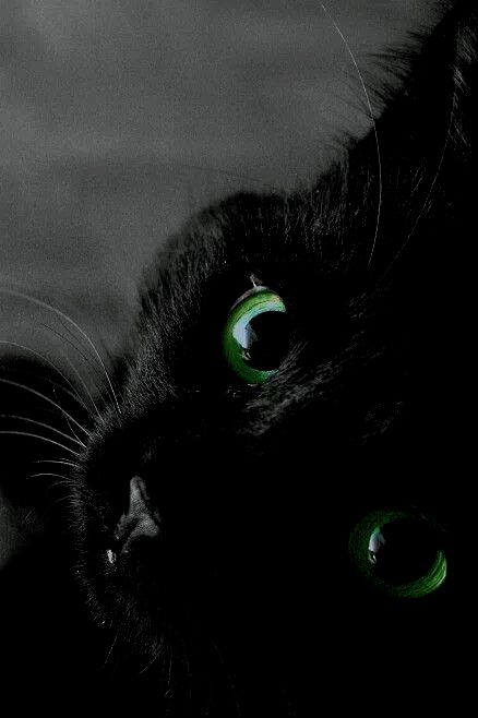 Black Cat Green Eyes, Aesthetic Slytherin, Slytherin Snake, Black Cat Aesthetic, Red Green Christmas, Dark Green Aesthetic, Slytherin Aesthetic, Cute Black Cats, Black Animals