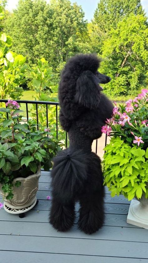 ♔ Les Caniches - Poodles Standard Poodle Cuts, Poodle Haircut Styles, Black Standard Poodle, Poodle Hair, Poodle Haircut, Animal Photoshoot, Poodle Puppy Standard, Poodle Cuts, Black Poodle