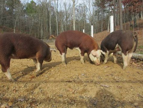 [​IMG] Hereford Pigs, Small Hobby Farm, Cows Farm, Hobby Farming, House Pets, Pig Farming, Hobby Farm, Hereford, Hobby Farms