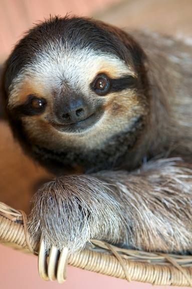 15 Adorable Sloths Here To Remind You To Slow Down And Enjoy Life - I Can Has Cheezburger? Smiling Sloth, Smiling Animals, Regnul Animal, Baby Sloth, Cute Sloth, Zootopia, Happy Animals, Cute Creatures, Sweet Animals