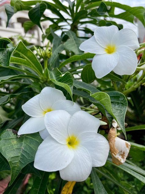 22.9.22; Plumeria Pudica, Nag Champa. #white #flowers Plumeria Pudica, Champa Flower, Religious Aesthetic, Nag Champa, White Flowers, Flowers, White, Quick Saves, Art