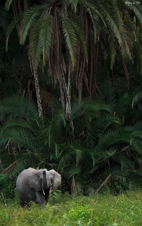 Jungle Core Aesthetic, Jungle Explorer Aesthetic, Elephant In Jungle, Africa Jungle, African Rainforest, Jungle Elephant, Jungle Aesthetic, Jungle Photography, African Jungle