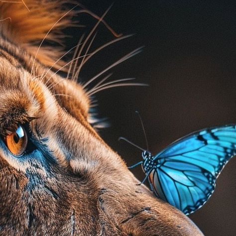 @savage_tygerz on Instagram: "Lion and the Butterfly  DM/comment if you’re interested in custom art or purchasing images!  Check the link in bio for my ebook  Contact: Ezraphillip06@gmail.com  ___________ #lion #butterfly #coverart #animalart #aiartwork" Lion And Butterfly, Lion Butterfly, Lion Face, The Butterfly, Couple Aesthetic, May 11, Custom Art, Cover Art, Animal Art