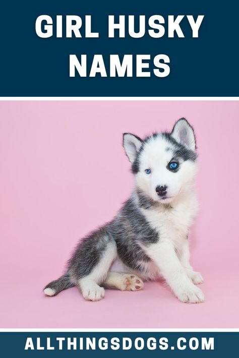 Girl Husky Names, Pitsky Dogs, Blue Eyed Dog Names, Husky Puppy Names, Puppy Girl Names, Husky Dog Names, Puppies Names Female, Husky Puppy Training, White Husky Dog