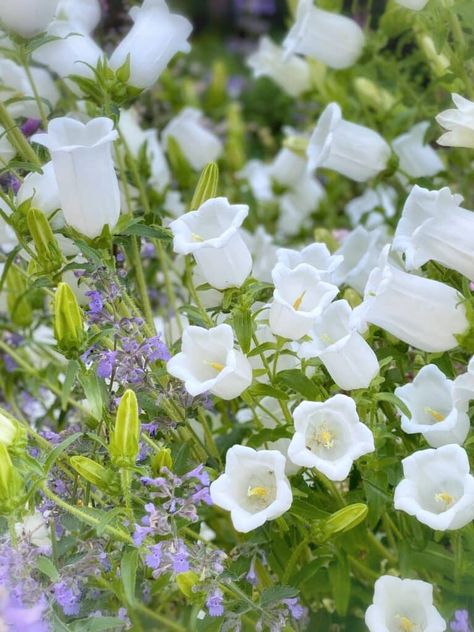 White Bell Flowers, Canterbury Bells, Cottage Garden Flowers, February Wedding, Flower Cottage, List Of Flowers, One Flower, Cottage Charm, Nothing But Flowers